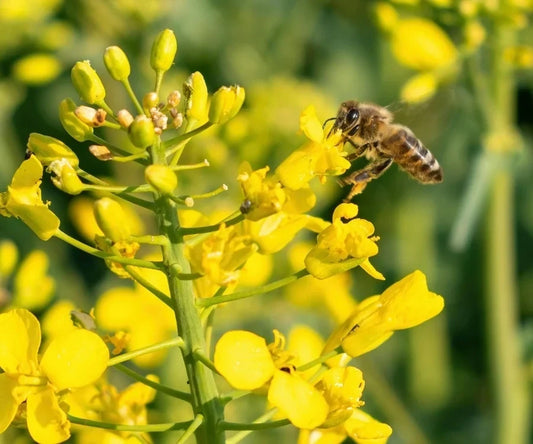 The Sweet Science Behind Natural Honey & Its Unique Flavors